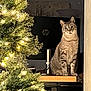 Button joined the competition — help win amazing prizes! animal, background, cat, christmas_tree, cozy, decorations, desk, feline, festive, holiday, home, indoor, lights, ornaments, pet, sitting, tabby_cat, twinkling_lights, warm_light, wooden_furniture