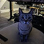 Button is registered to the contest to win money with this photo: cables, cat, curious, cushion, desk, domestic_animal, equipment, floor, furniture, home_interior, household_items, indoor, looking_at_camera, pet, sitting, small_pet, staircase, striped, tabby_cat, wooden_floor