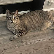 Button is registered to the contest to win money with this photo: animal, cat, cozy, curious, domestic, ears, eyes, feline, flooring, home, indoor, laying_down, mammal, pet, relaxed, resting, striped_fur, tabby, whiskers, wooden_floor