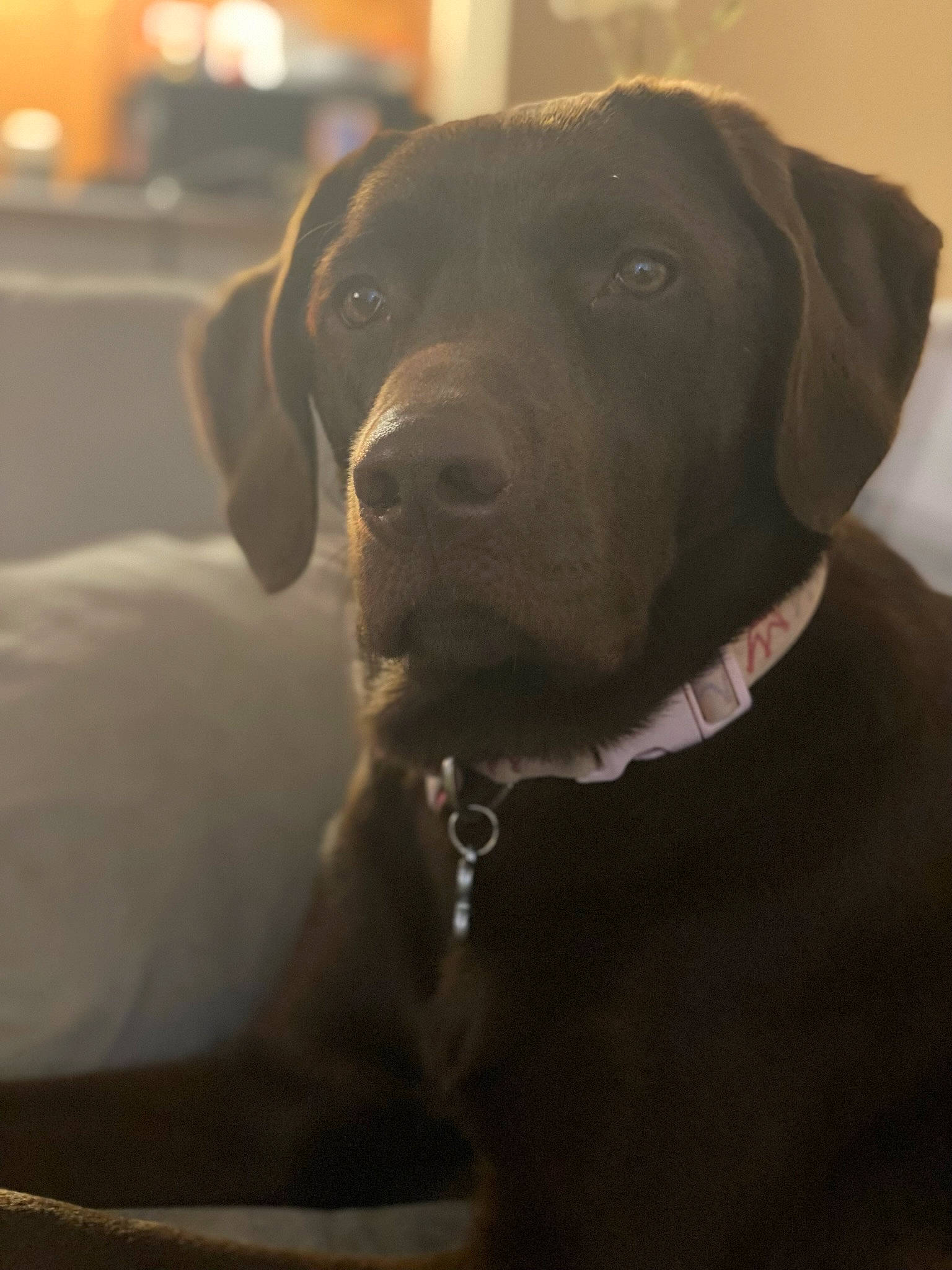 Ella is registered to the contest to win money with this photo: borador, canidae, carnivore, collar, companion_dog, dog, dog_breed, dog_collar, fawn, fur, gun_dog, leash, liver, pet_supply, pointing_breed, retriever, snout, sporting_group, whiskers, working_animal