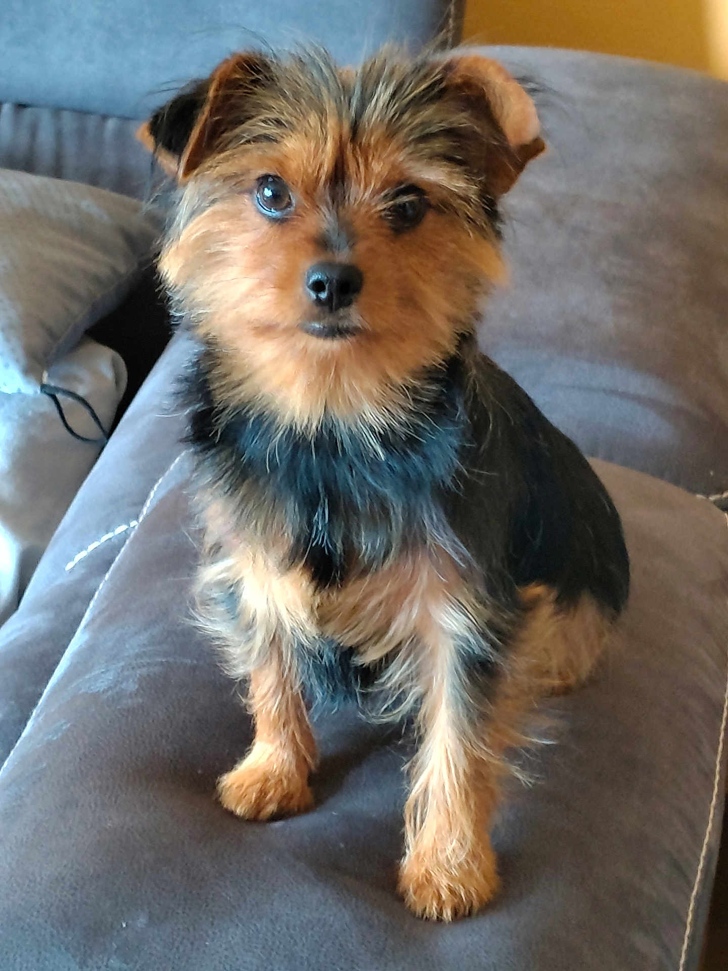 Voltaire a rejoint le concours — aidez-le/la à gagner de superbes lots ! dog, pet, canine, sitting, fur, brown, black, eyes, face, ears, couch, indoor, furniture, animal, cute, small_dog, portrait, companion, domestic_animal, friendly