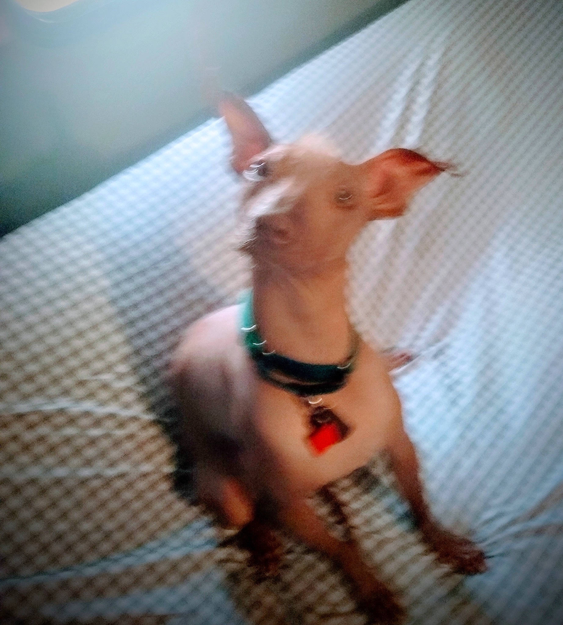 Pitaya joined the competition — help win amazing prizes! canidae, carnivore, collar, companion_dog, creative_arts, dog, dog_breed, dog_collar, dog_supply, fashion_accessory, fawn, pet_supply, snout, sporting_group, tail, terrestrial_animal, toy, toy_dog, whiskers, working_animal