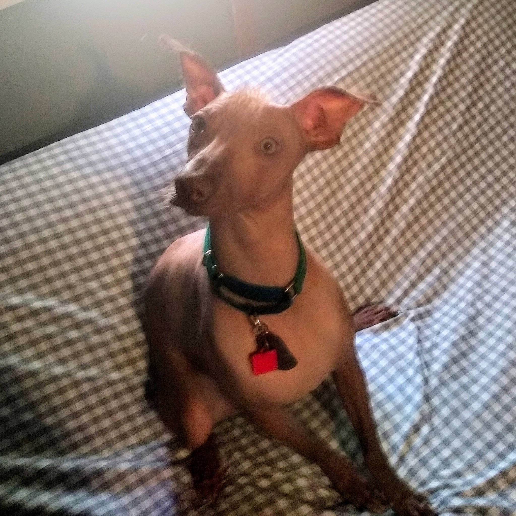 Pitaya joined the competition — help win amazing prizes! canidae, carnivore, chihuahua, collar, companion_dog, dog, dog_breed, dog_supply, fashion_accessory, fawn, liver, mexican_hairless_dog, pattern, peruvian_hairless_dog, snout, sporting_group, terrestrial_animal, toy_dog, whiskers, working_animal