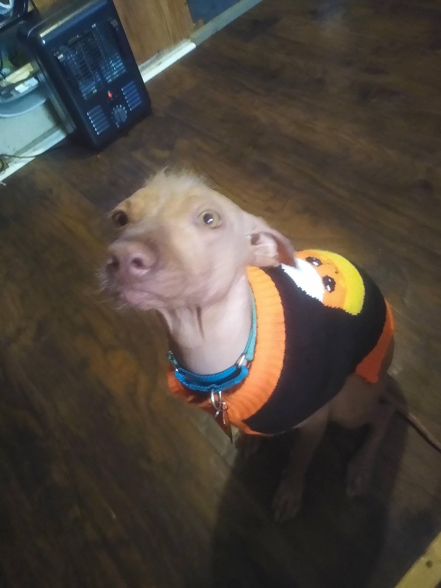 Pitaya joined the competition — help win amazing prizes! canidae, carnivore, companion_dog, dog, dog_breed, dog_clothes, dog_supply, fawn, flooring, hardwood, livestock, non_sporting_group, pet_supply, snout, sporting_group, tail, terrestrial_animal, whiskers, wood, working_animal