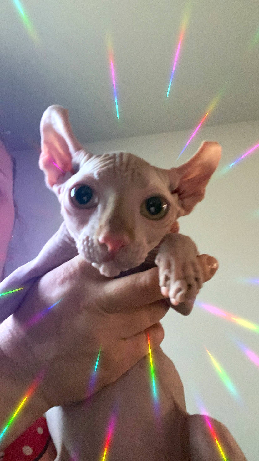 Irvin joined the competition — help win amazing prizes! child, costume, darkness, entertainment, event, fashion_accessory, fawn, felidae, fictional_character, flesh, fun, fur, gesture, holiday, light, magenta, nail, pink, toy, whiskers