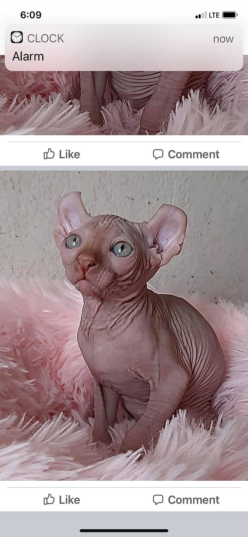 Irvin is registered to the contest to win money with this photo: animal_figure, art, drawing, fawn, fictional_character, font, illustration, liver, magenta, organism, pattern, pink, screenshot, snout, tail, terrestrial_animal, toy, whiskers, white, working_animal