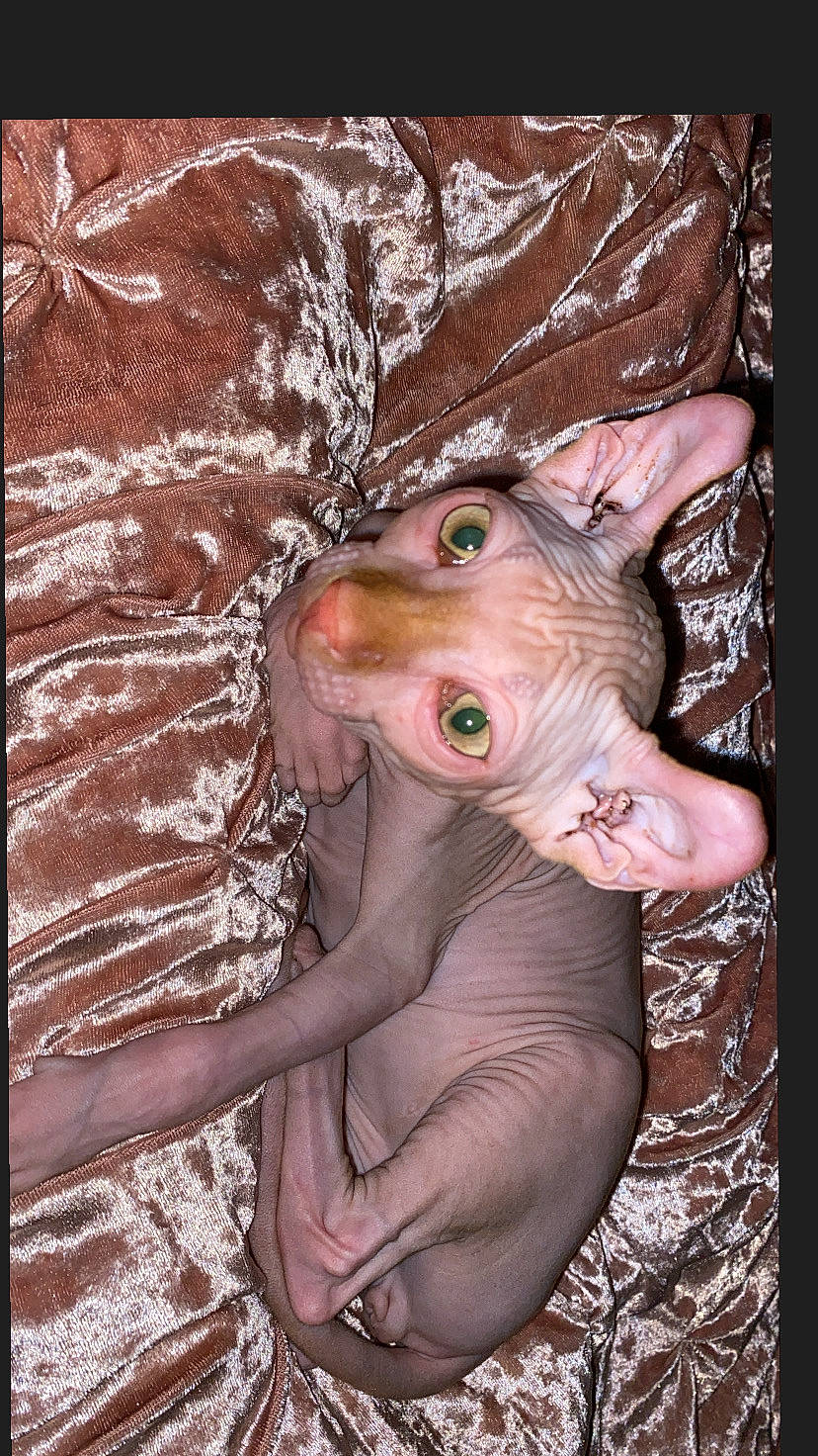 Irvin is registered to the contest to win money with this photo: art, beauty, elephant, elephants_and_mammoths, event, fawn, flash_photography, flesh, human_body, magenta, painting, pattern, pink, snout, terrestrial_animal, visual_arts, wildlife, wood, working_animal, wrinkle