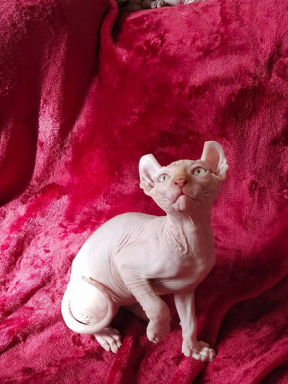 Irvin is registered to the contest to win money with this photo: carnivore, companion_dog, dog_breed, ear, fawn, felidae, fur, grey, magenta, pattern, pink, sleeve, snout, stuffed_toy, tail, textile, toy, toy_dog, wood, working_animal