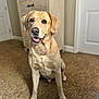dog, labrador_retriever, indoor, carpet, cabinet, door, pet, animal, happy, sitting, brown, fur, canine, portrait, domestic, friendly, cute, companion, blanket, home