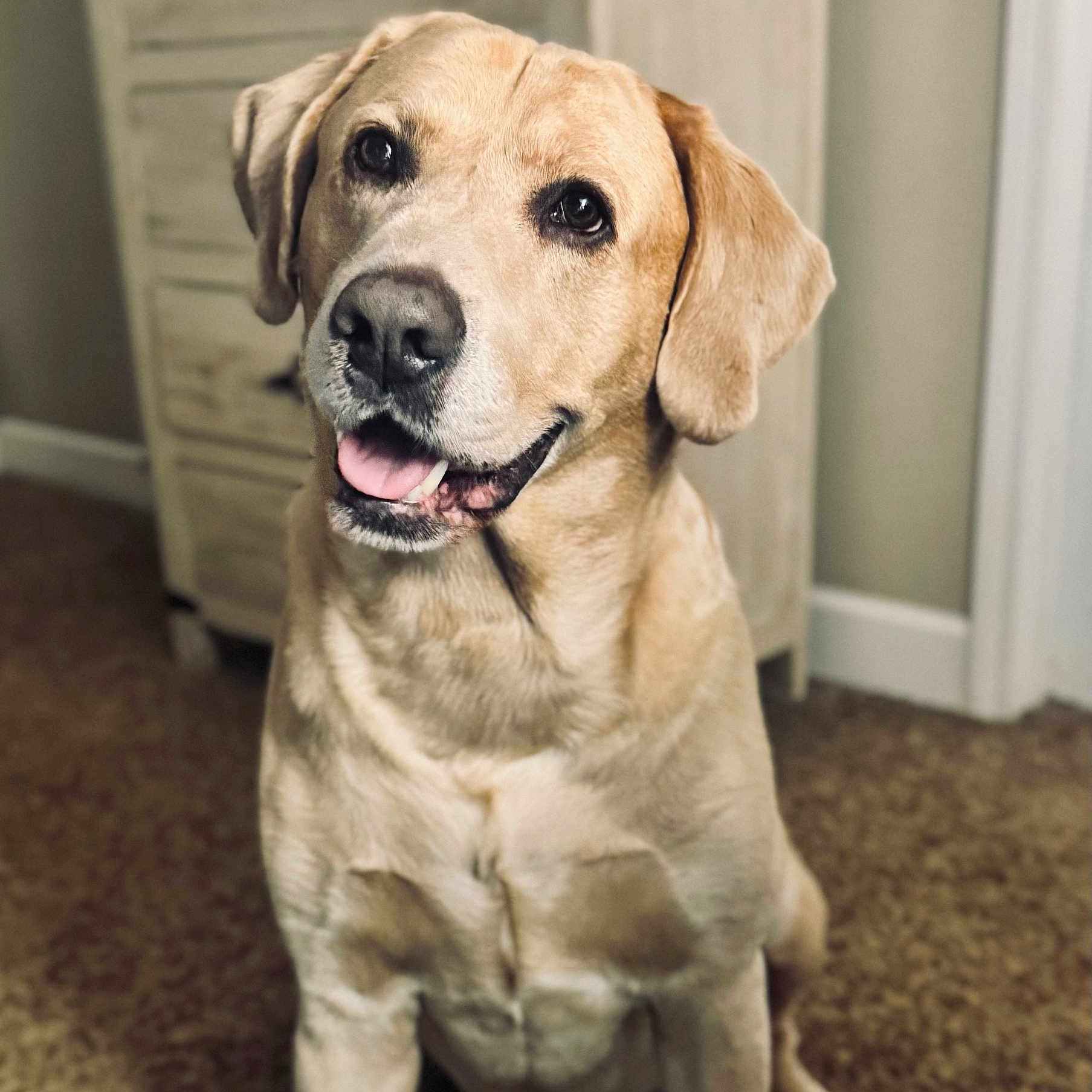 Zeus joined the competition — help win amazing prizes! animal, brown, canine, carpet, closeup, cute, dog, domestic, ears, face, friendly, fur, furniture, golden_retriever, indoor, labrador, pet, portrait, smiling, tongue_out