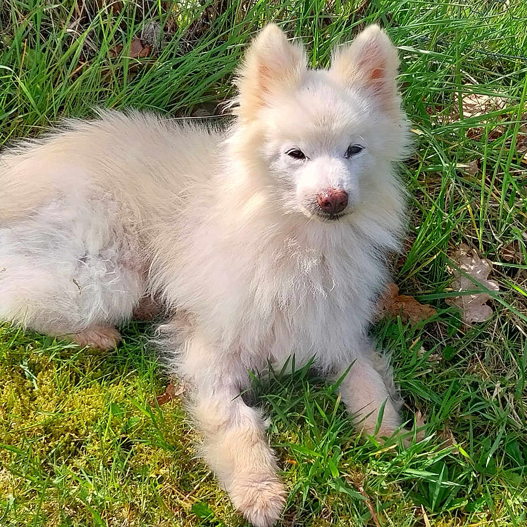 Gribouille participe au concours pour gagner de l'argent avec cette photo : animal, canine, closeup, cute, daylight, dog, fluffy, fur, grass, greenery, laying_down, mammal, nature, outdoor, peaceful, pet, relaxed, resting, sunlight, white_dog