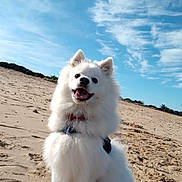 Aïko participe au concours pour gagner de l'argent avec cette photo : beach, clouds, collar, dog, dunes, fluffy, fur, leash, nature, open_mouth, outdoor, pet, portrait, sand, sitting, sky, smiling, spitz, sunny, white_dog