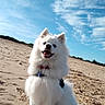 beach, clouds, collar, dog, dunes, fluffy, fur, leash, nature, open_mouth, outdoor, pet, portrait, sand, sitting, sky, smiling, spitz, sunny, white_dog