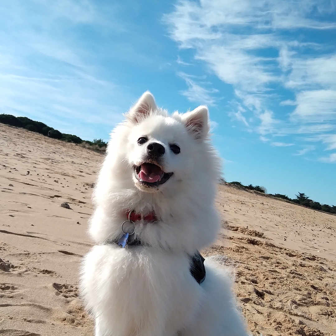 Aïko participe au concours pour gagner de l'argent avec cette photo : beach, clouds, collar, dog, dunes, fluffy, fur, leash, nature, open_mouth, outdoor, pet, portrait, sand, sitting, sky, smiling, spitz, sunny, white_dog