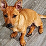 dog, puppy, brown_dog, ears, wood_floor, paws, nose, eyes, sitting, looking_up, pet, indoor, portrait, young_dog, short_fur, canine, adorable, attentive, flooring, whiskers