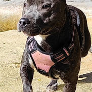 Arya participe au concours pour gagner de l'argent avec cette photo : dog, canine, pet, brindle, pink_harness, water, splash, paw, ear, wet_fur, outdoor, rock, shallow_water, nature, sunlight, closeup, portrait, happy, walking, shore