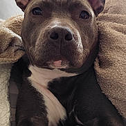 Arya a rejoint le concours — aidez-le/la à gagner de superbes lots ! dog, pitbull, close_up, big_ears, nose, paws, blanket, couch, indoor, cozy, portrait, whiskers, white_marking, snout, relaxed, cat_in_background, cat_tree, houseplant, living_room, fabric_texture