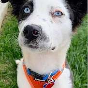 Panda is registered to the contest to win money with this photo: dog, blue_eyes, black_and_white, fur, harness, orange_harness, grass, outdoor, pet, animal, canine, collar, tag, cute, portrait, sitting, whiskers, nose, ears, close_up