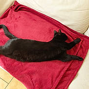 Pepsi a rejoint le concours — aidez-le/la à gagner de superbes lots ! black_cat, cat, pet, animal, feline, relaxing, stretching, blanket, red_blanket, couch, indoor, sunlight, fur, tail, paw, resting, cozy, home, domestic_cat, sleeping