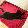 black_cat, cat, pet, animal, feline, relaxing, stretching, blanket, red_blanket, couch, indoor, sunlight, fur, tail, paw, resting, cozy, home, domestic_cat, sleeping