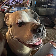 Connor joined the competition — help win amazing prizes! animal, black_and_white, blanket, canine, carpet, close_up, cozy, crate, dog, domestic, furniture, hand, happy, indoor, jeans, living_room, person, pet, ripped_jeans, smiling