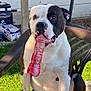Connor joined the competition — help win amazing prizes! animal, backyard, black_and_white, canine, chew_toy, closeup, daylight, dog, domestic_animal, expression, fun, grass, mouth, outdoor, pet, plastic_chair, playful, sitting, toy, wooden_post