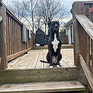 Anna is registered to the contest to win money with this photo: dog, black_dog, white_patch, wooden_deck, outdoor, pet, canine, fence, railing, stairs, backyard, trees, cloudy_sky, house, porch, animal, sitting, calm, nature, daytime
