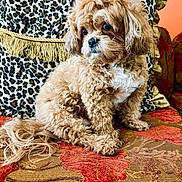Chalo joined the competition — help win amazing prizes! dog, curly_fur, fluffy, small_dog, couch, leopard_print, pillow, orange_wall, patterned_fabric, pet, indoors, sitting, cute, companion, animal, fur, domestic_animal, portrait, relaxed, decor