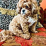 dog, curly_fur, fluffy, small_dog, couch, leopard_print, pillow, orange_wall, patterned_fabric, pet, indoors, sitting, cute, companion, animal, fur, domestic_animal, portrait, relaxed, decor