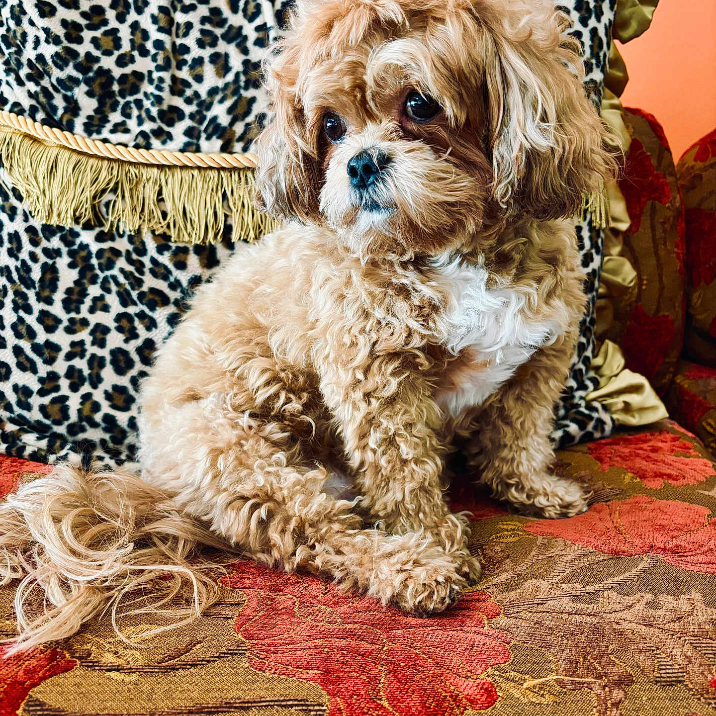 Chalo joined the competition — help win amazing prizes! animal, companion, couch, curly_fur, cute, decor, dog, domestic_animal, fluffy, fur, indoors, leopard_print, orange_wall, patterned_fabric, pet, pillow, portrait, relaxed, sitting, small_dog
