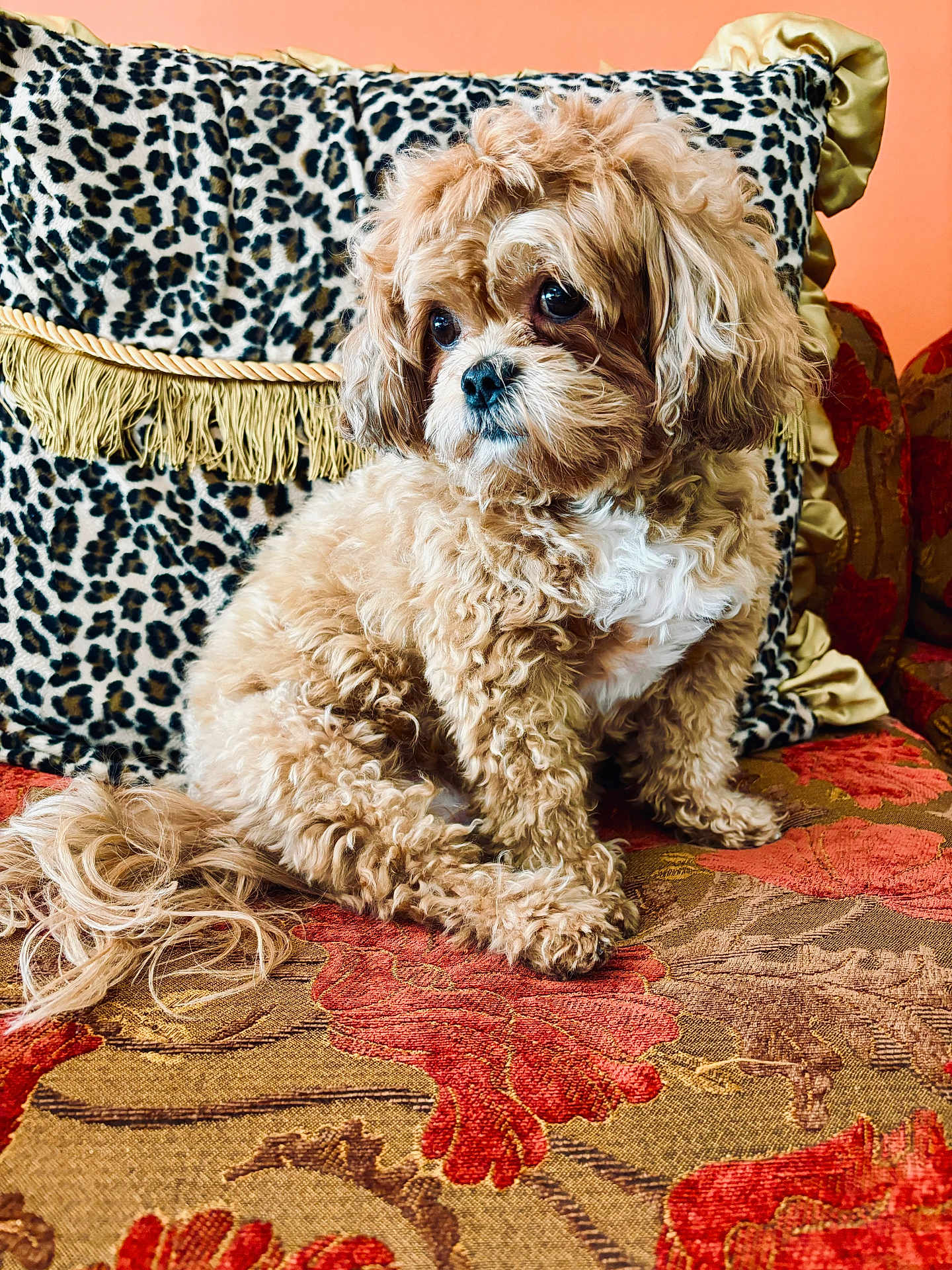 Chalo joined the competition — help win amazing prizes! dog, curly_fur, fluffy, small_dog, couch, leopard_print, pillow, orange_wall, patterned_fabric, pet, indoors, sitting, cute, companion, animal, fur, domestic_animal, portrait, relaxed, decor