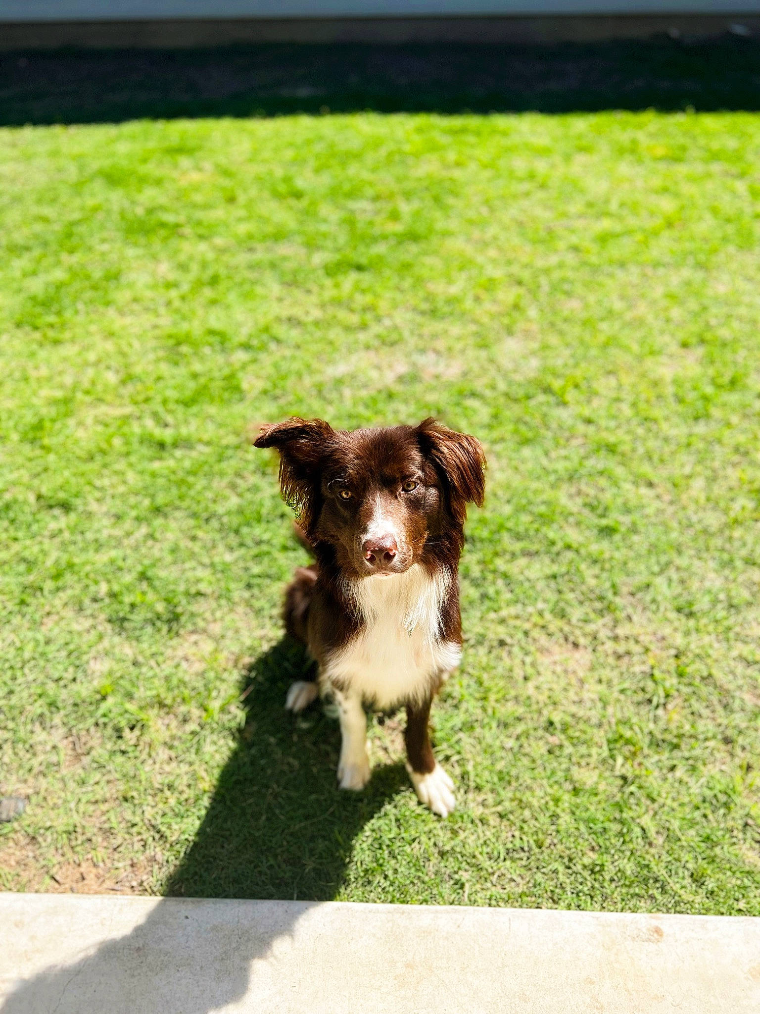 Cash is registered to the contest to win money with this photo: canidae, carnivore, companion_dog, dog, dog_breed, fawn, fur, grass, gun_dog, lawn, liver, plant, snout, spaniel, sporting_group, tail, tints_and_shades, toy_dog, working_animal, working_dog