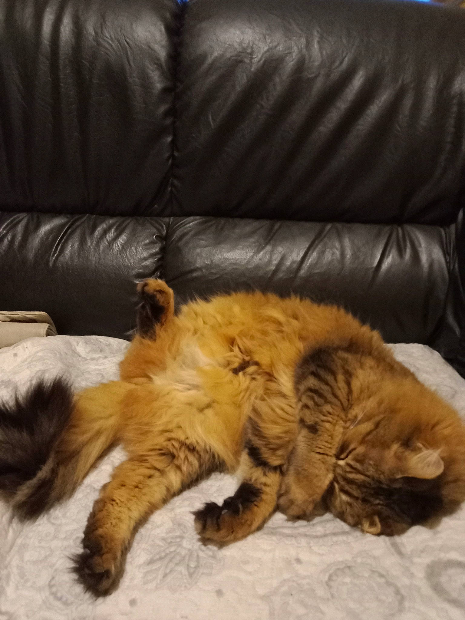 Lola participe au concours pour gagner de l'argent avec cette photo : carnivore, cat, comfort, companion_dog, couch, dog_breed, domestic_short_haired_cat, fawn, felidae, flooring, fur, hardwood, mammal, room, small_to_medium_sized_cats, studio_couch, tail, terrestrial_animal, whiskers, wood