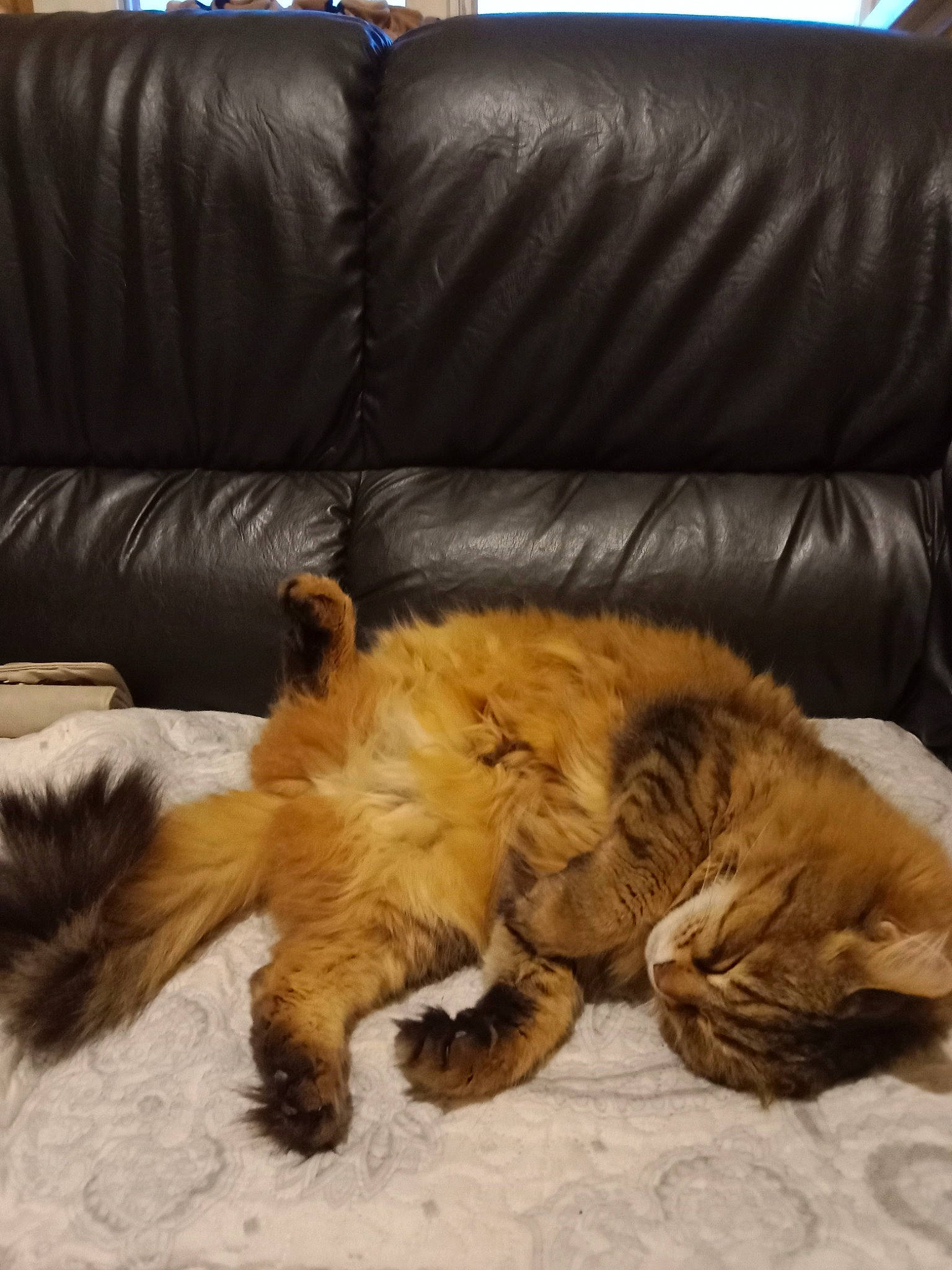 Lola participe au concours pour gagner de l'argent avec cette photo : bed, big_cats, carnivore, cat, comfort, companion_dog, couch, dog_breed, fawn, felidae, living_room, paw, small_to_medium_sized_cats, snout, studio_couch, tail, terrestrial_animal, textile, whiskers, wood