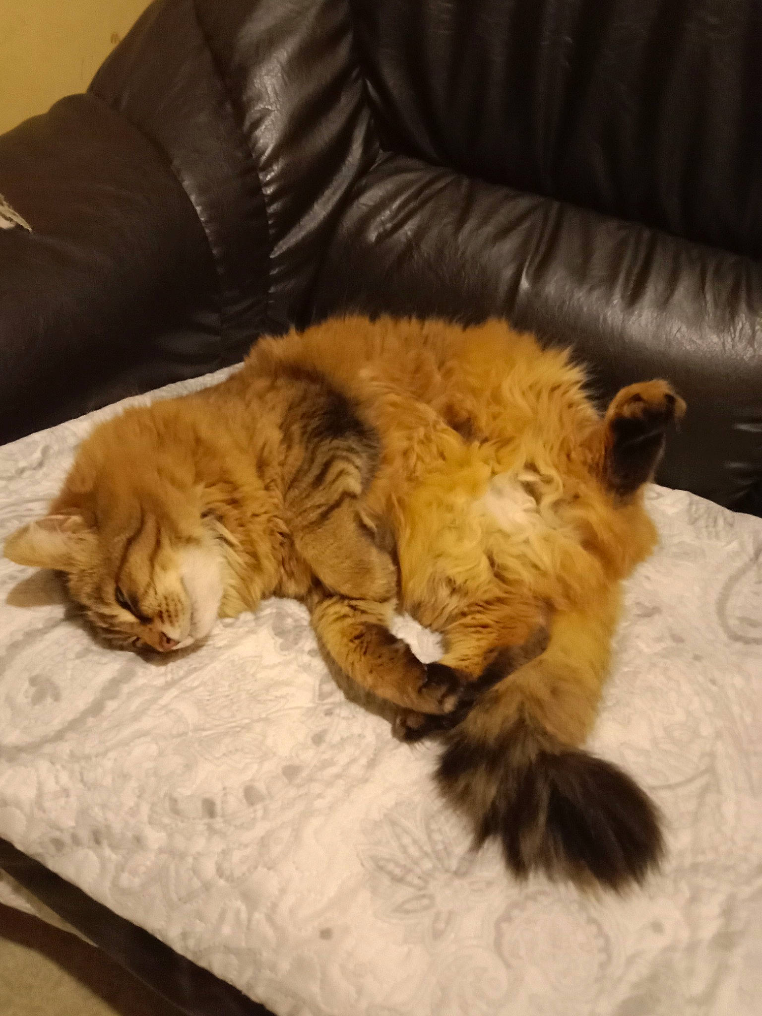 Lola a rejoint le concours — aidez-le/la à gagner de superbes lots ! big_cats, carnivore, cat, comfort, companion_dog, couch, dog_breed, fawn, felidae, fur, furniture, lion, liver, mammal, masai_lion, small_to_medium_sized_cats, snout, tail, terrestrial_animal, whiskers