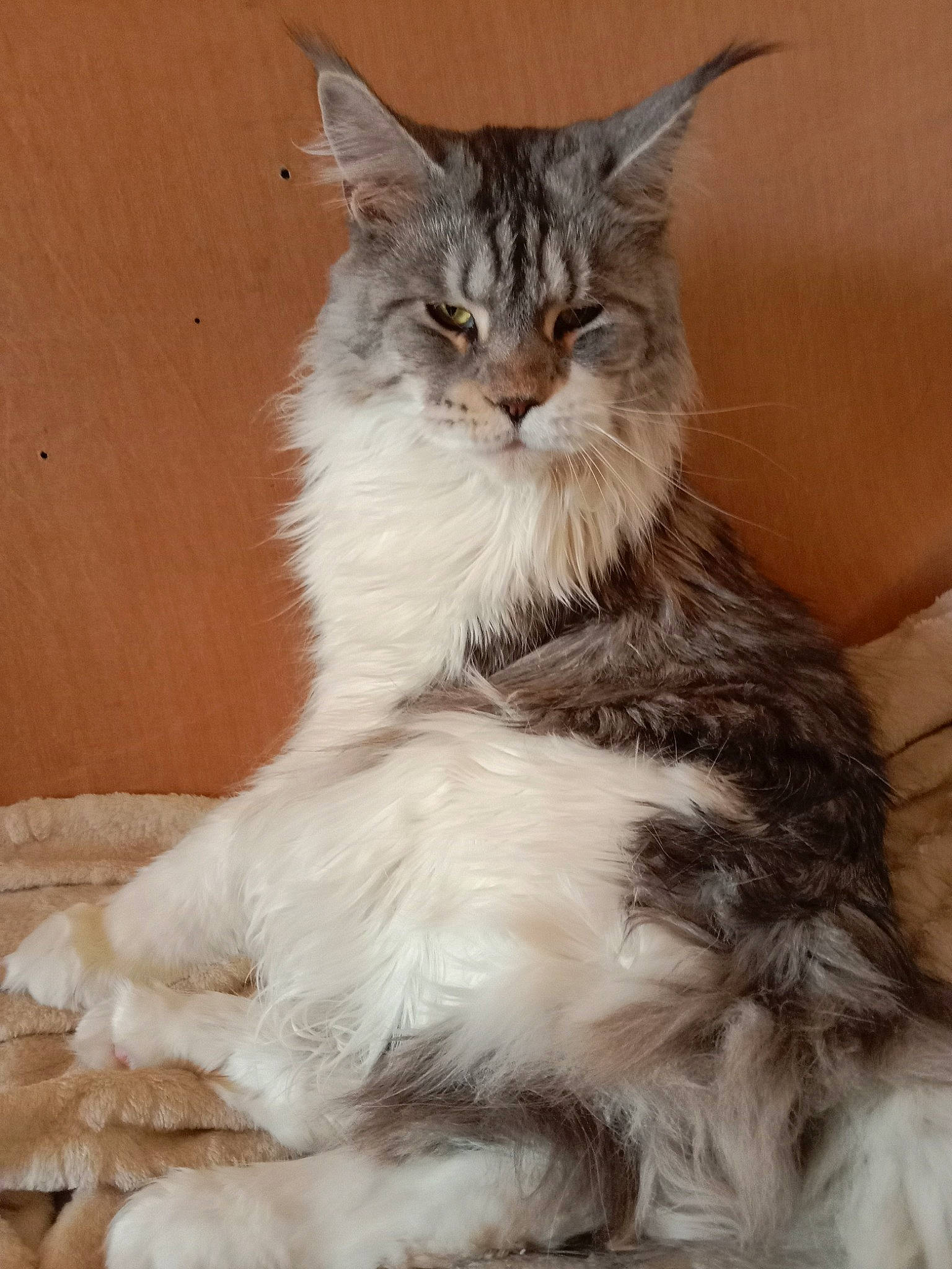 Nalla participe au concours pour gagner de l'argent avec cette photo : british_longhair, carnivore, cat, claw, felidae, fur, maine_coon, paw, small_to_medium_sized_cats, snout, tail, terrestrial_animal, whiskers