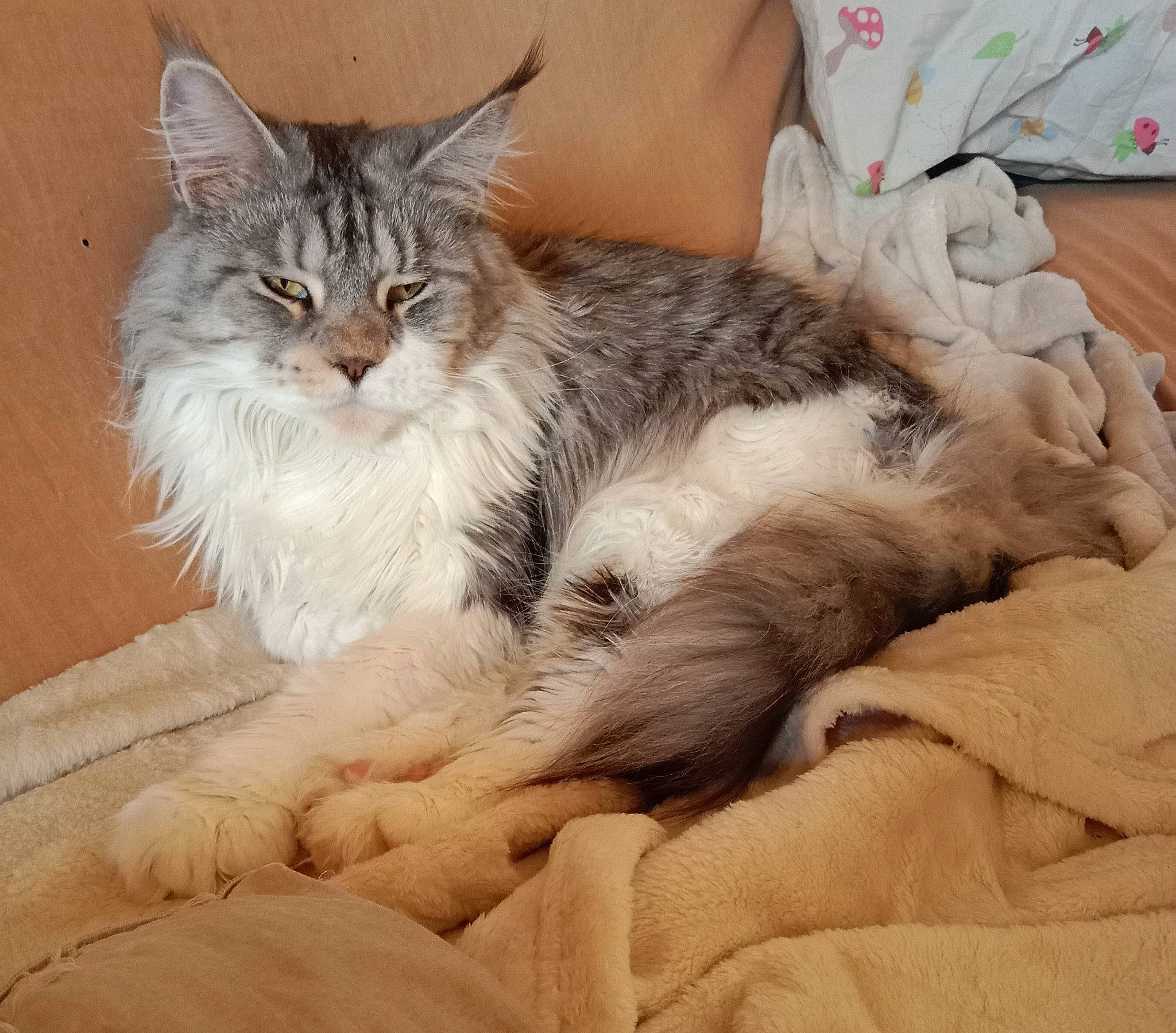 Nalla a rejoint le concours — aidez-le/la à gagner de superbes lots ! bed, carnivore, cat, claw, comfort, domestic_short_haired_cat, fawn, felidae, fur, lap, nap, paw, plant, sitting, sleep, small_to_medium_sized_cats, tail, whiskers