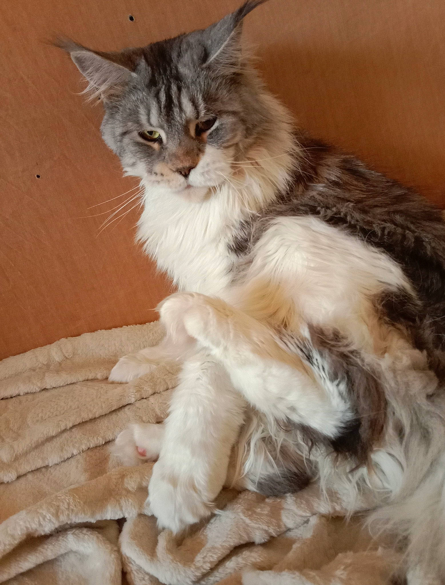 Nalla participe au concours pour gagner de l'argent avec cette photo : british_longhair, carnivore, cat, claw, fawn, felidae, fur, maine_coon, paw, small_to_medium_sized_cats, snout, tail, terrestrial_animal, whiskers