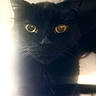 black_cat, cat, pet, animal, feline, close_up, portrait, whiskers, ears, eyes, indoor, soft_lighting, shadow, mystical, dark_fur, curious, looking_up, domestic_cat, cute, furry