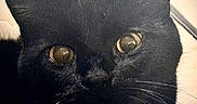 Oscar is registered to the contest to win money with this photo: black_cat, close_up, cat_eyes, whiskers, pet, animal, feline, indoor, fur, face, looking, curious, soft_light, mystery, domestic_cat, portrait, cute, close_range, alert, black_fur