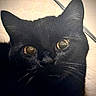 black_cat, close_up, cat_eyes, whiskers, pet, animal, feline, indoor, fur, face, looking, curious, soft_light, mystery, domestic_cat, portrait, cute, close_range, alert, black_fur