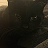 Oscar is registered to the contest to win money with this photo: black_cat, cat, pet, animal, close_up, yellow_eyes, feline, whiskers, fur, sleeping, blanket, cozy, indoor, dark, texture, relaxing, cute, mammal, portrait, resting