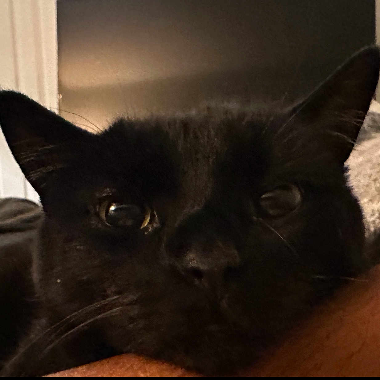 Oscar is registered to the contest to win money with this photo: black_cat, cat, close_up, pet, animal, indoor, ears, whiskers, face, fur, eye, resting, cozy, soft_surface, domestic_animal, cute, feline, portrait, looking, relaxed