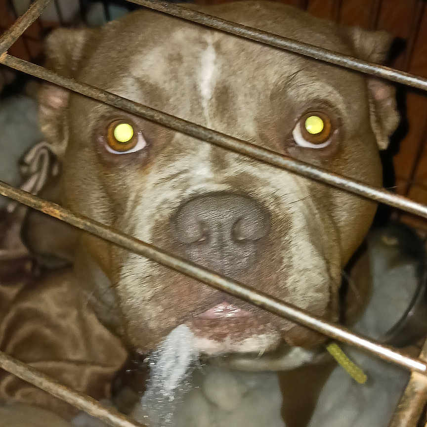 Scooby-Doo is registered to the contest to win money with this photo: animal, architecture, boxer, building, bulldog, canine, den, dog, doghouse, frenchbulldog, hound, husky, indoors, kennel, machine, outdoors, pet, pitbull, puppy, spoke