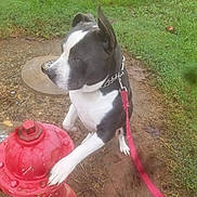 Poopie joined the competition — help win amazing prizes! dog, fire_hydrant, leash, grass, mud, outdoor, pet, black_and_white, canine, curious, paw, nature, animal, collar, side_view, playful, ground, daylight, alert, ears_up
