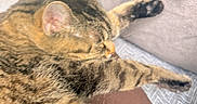 Emmi is registered to the contest to win money with this photo: cat, tabby_cat, sleeping, couch, sofa, indoor, furniture, person, legs, socks, blue_socks, striped, relaxing, pet, animal, paws, fur, resting, cozy, home