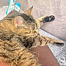 cat, tabby_cat, sleeping, couch, sofa, indoor, furniture, person, legs, socks, blue_socks, striped, relaxing, pet, animal, paws, fur, resting, cozy, home