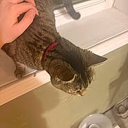 Emmi joined the competition — help win amazing prizes! cat, tabby, pet, hand, window, windowsill, collar, indoor, water_fountain, floor, tile, shadow, human_hand, animal, domestic, fur, pet_care, companionship, relaxation, home