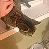 cat, tabby, pet, hand, window, windowsill, collar, indoor, water_fountain, floor, tile, shadow, human_hand, animal, domestic, fur, pet_care, companionship, relaxation, home