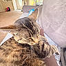 Emmi joined the competition — help win amazing prizes! cat, tabby, feline, pet, indoor, couch, living_room, carpet, door, window, curtains, relaxing, furniture, whiskers, fur, closeup, home, cozy, resting, domestic_animal